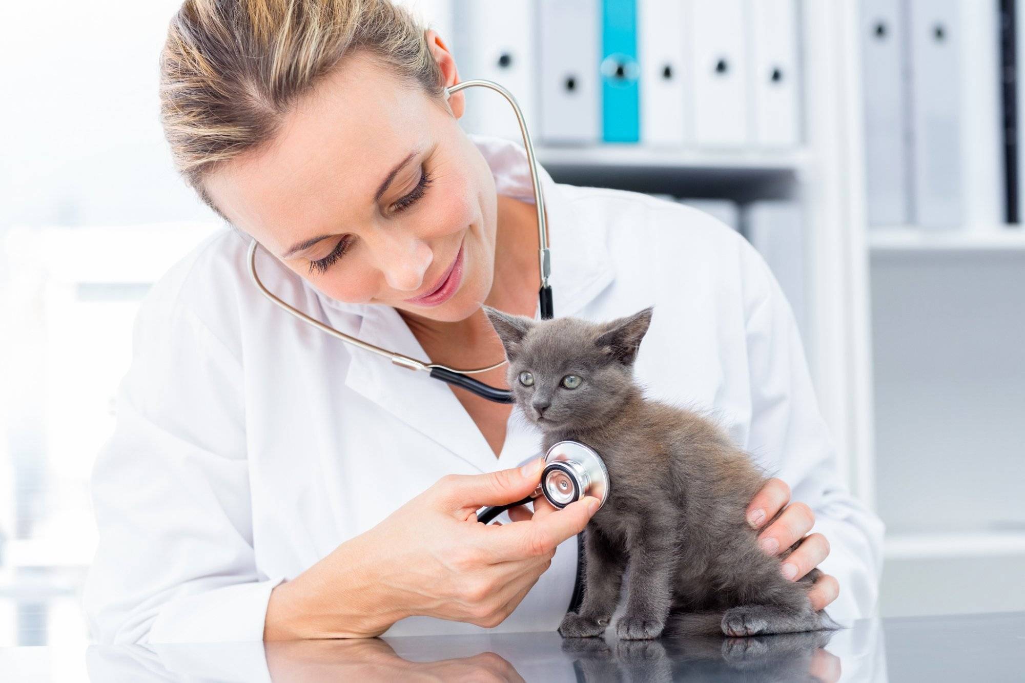 Vet examining kitten with stethoscope